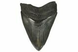 Serrated, Fossil Megalodon Tooth #124553-1